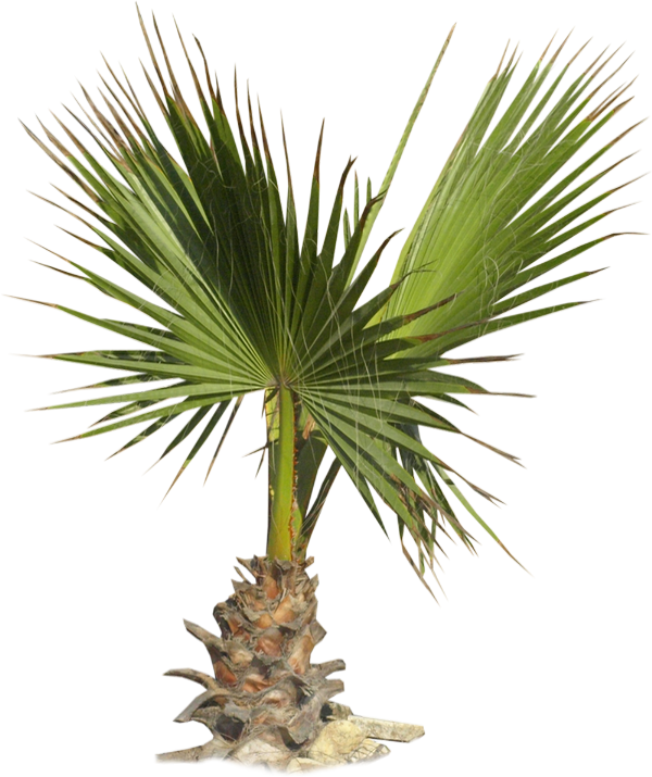 Tube mer, plage, vacances : palmier png - Palma png