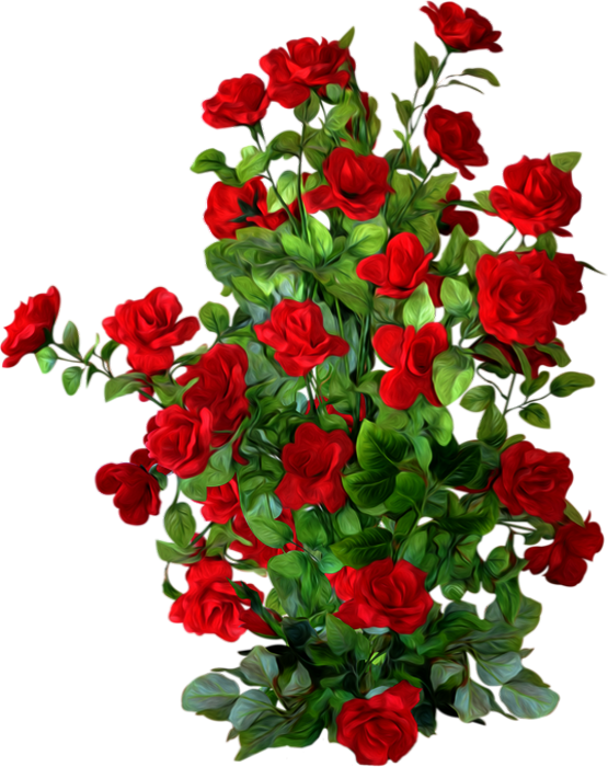 ♥ Tube Roses Rouges Fleur Png Flower Red Roses Png ♥