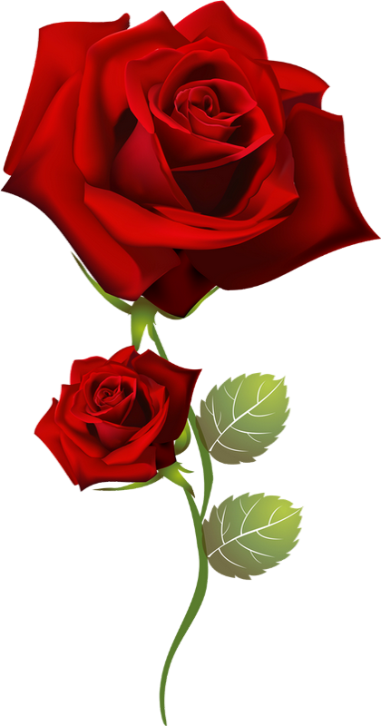Fleur Rose Rouge En Pot PNG , Rose Rouge, Une Rose, Rose En Pot Image PNG  pour le téléchargement libre