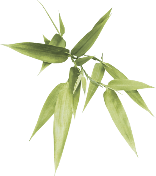 Tube mer, plage, feuilles de bambou png - bamboo leaves