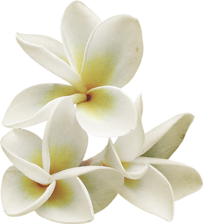 Tube mer, plage, vacances : fleurs de monoï png