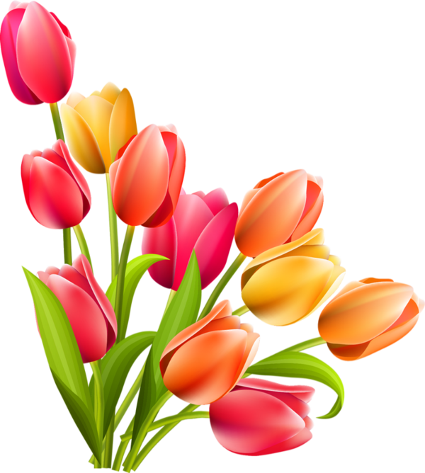 Tulipes Png Tube Fleur Printanière Tulips Png