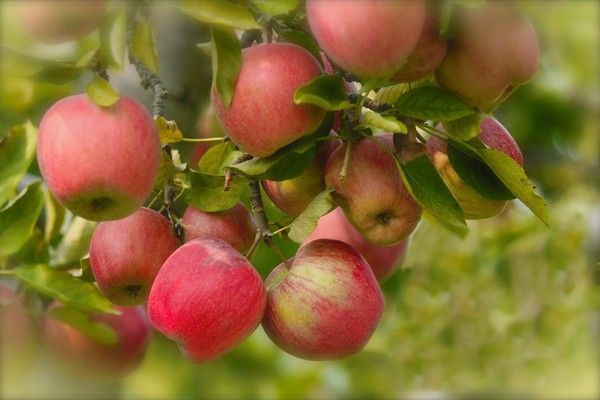 Fond D Cran Pommes Apples Desktop Wallpaper Fruit