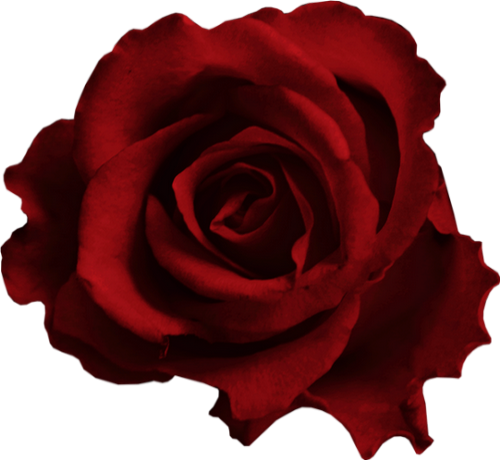 Rose Rouge Png Tube Fleur Red Rose Png Bloom