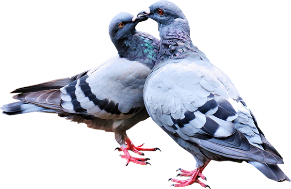 Tube Oiseaux Pigeons Png Couple Amour Birds Png