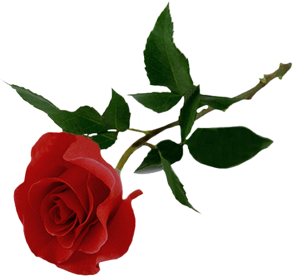 Rose Rouge Png Tube Fleur Red Rose Clipart Png