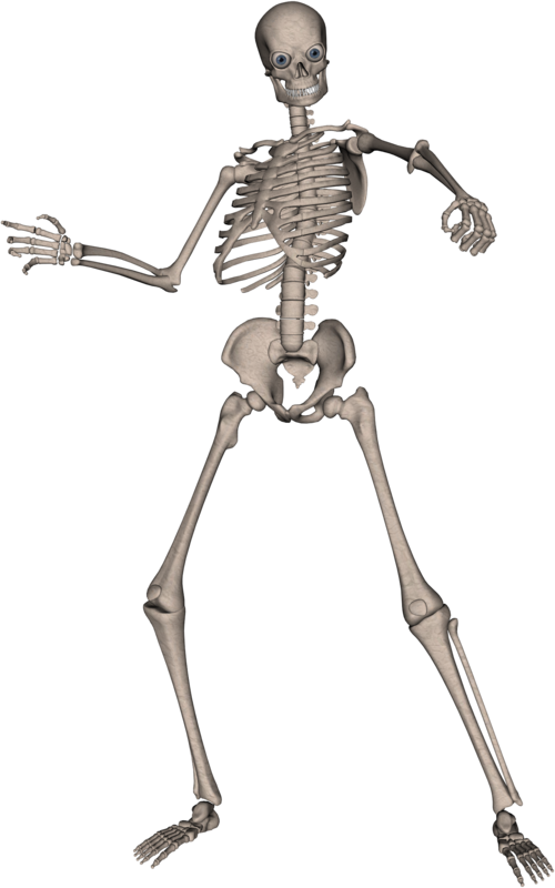 Squelette Png Tube Halloween Skeleton Png Scheletro