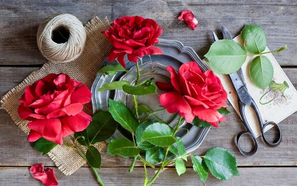 ♥ Fond d'écran fleurs, roses rouges - Red roses wallpaper 