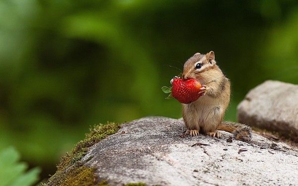 Fond d'écran animal, écureuil, fraise - Squirel wallpaper