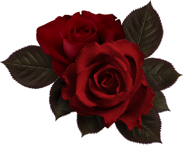 Roses Rouges Png Tube Fleur Red Roses Png Bloom