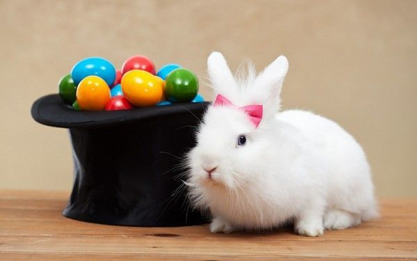 Lapin de Pâques : fond d'écran - Easter rabbit wallpaper
