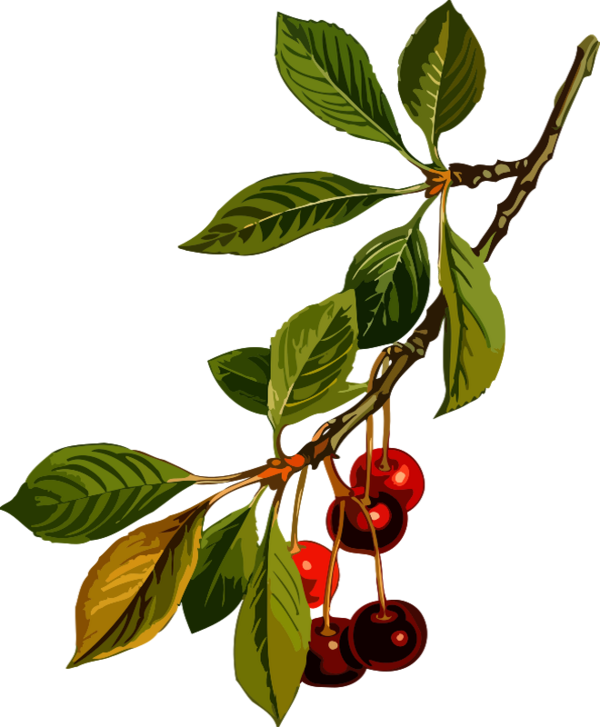 Tube fruit, cerises png, dessin / Cherries drawing clipart