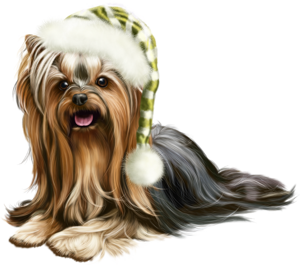 Yorkshire de Noël, tube png chien ; Christmas dog png