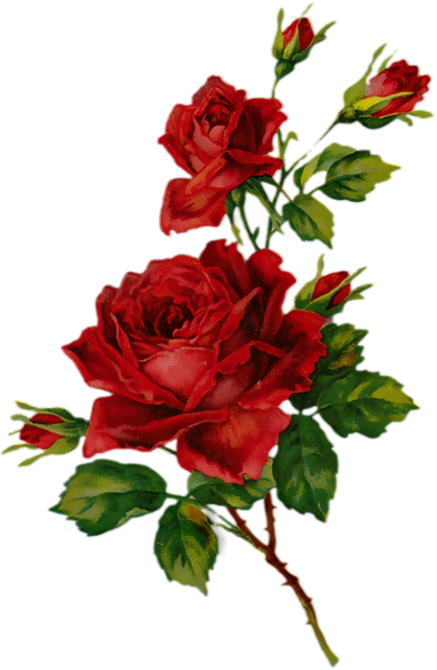 Tube Png Roses Rouges Dessin Red Roses Drawing Png