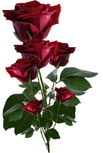 Roses Rouges Png Tube St Valentin Amour Red Roses