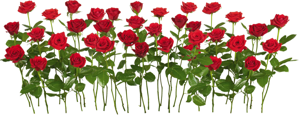 Roses Rouges Png Tube Fleur Red Roses Png Flower