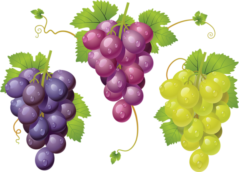 Grappes de raisin png Grapes Trauben Uvas