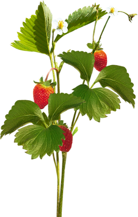 Tube Fruit, Fraises, Fraisier . Strawberries . Erdbeeren Png