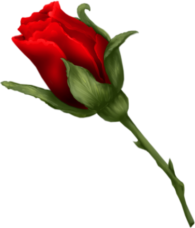 Tube Rose Rouge St Valentin Red Rose Png Clipart