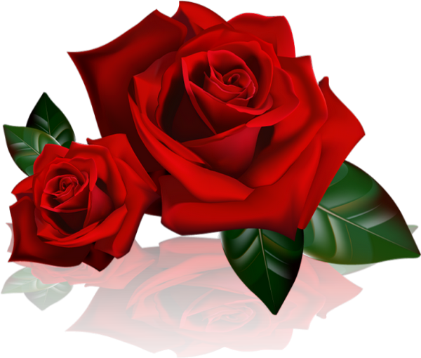 red roses png