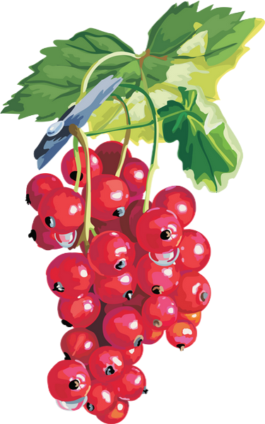 clipart fruits rouges - photo #15