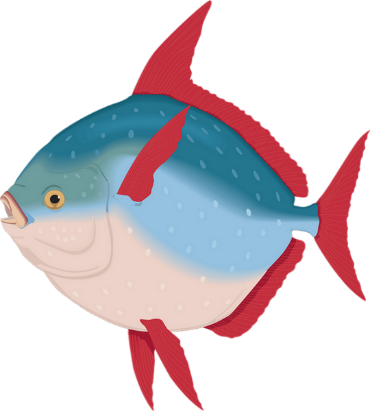 Dessin Png Poisson Tube Mer Oc An Fish Clipart Sea