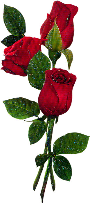 Roses Rouges Png Tube Red Roses Valentine S Day