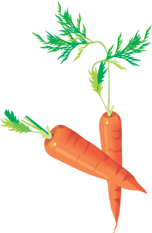 Carottes Png - Carrots Drawing - Zanahorias - Möhren Png