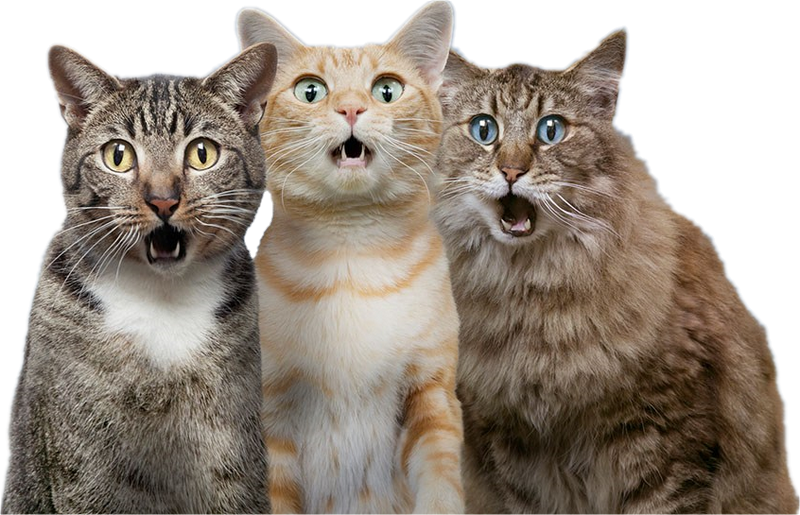 Free Cat Meme Png Images With Transparent Backgrounds - vrogue.co