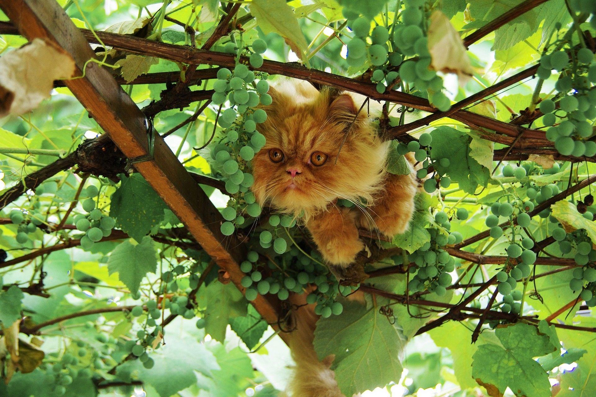 Fond d'écran chat, raisin Cat wallpaper, grapes harvest