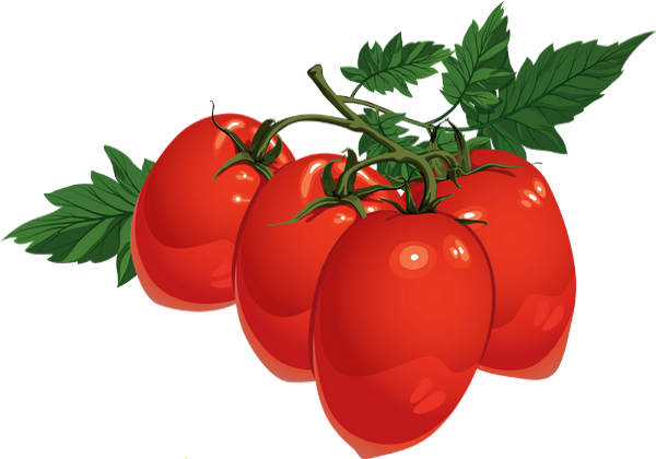 Tomates Allongées : Tube Png - Tomatoes : Drawing Png